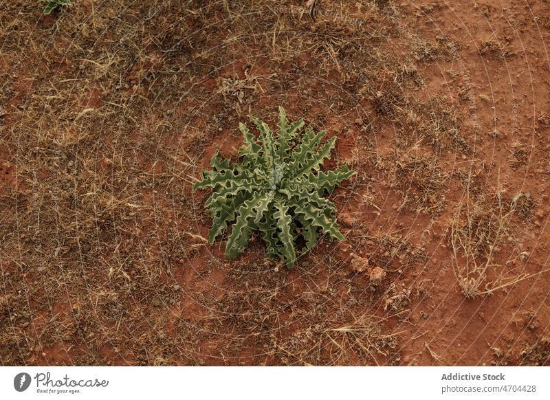 Grüne Pflanze im Wüstenland Vegetation wüst Sand trocknen trocken vegetieren wasserlos unfruchtbar Dürre Gras Land getrocknet grün Wachstum Gegend Umwelt