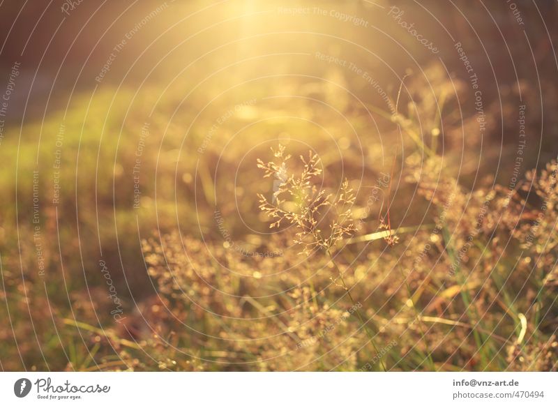 Warm Umwelt Natur Sonne Sonnenaufgang Sonnenuntergang Sonnenlicht Herbst Wetter Schönes Wetter Pflanze Gras Sträucher Garten Park Wiese gelb gold Gefühle
