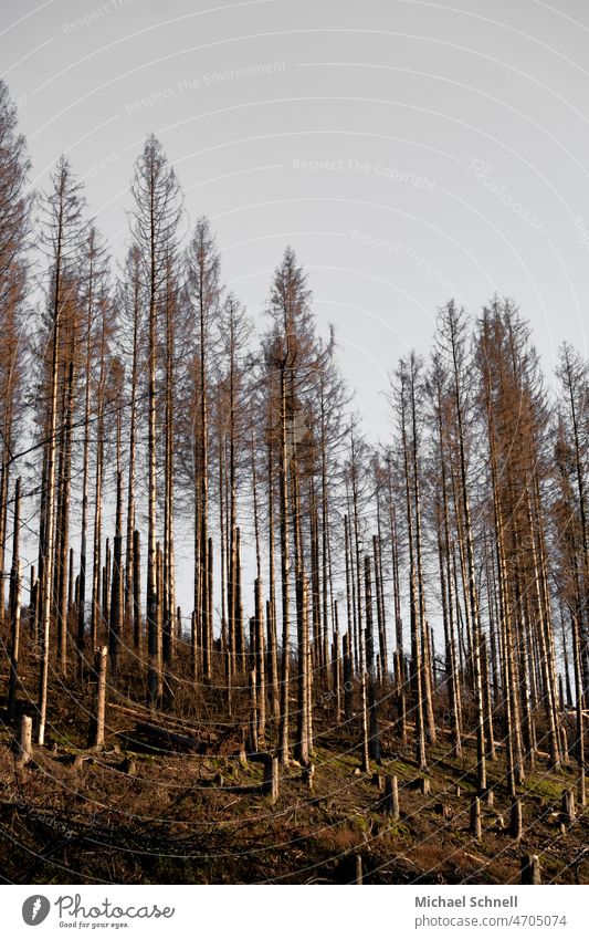 Toter Fichtenwald Waldsterben Borkenkäfer borkenkäferbefall Borkenkäferplage Klimawandel Umwelt Totholz Abholzung Zerstörung Umweltschutz