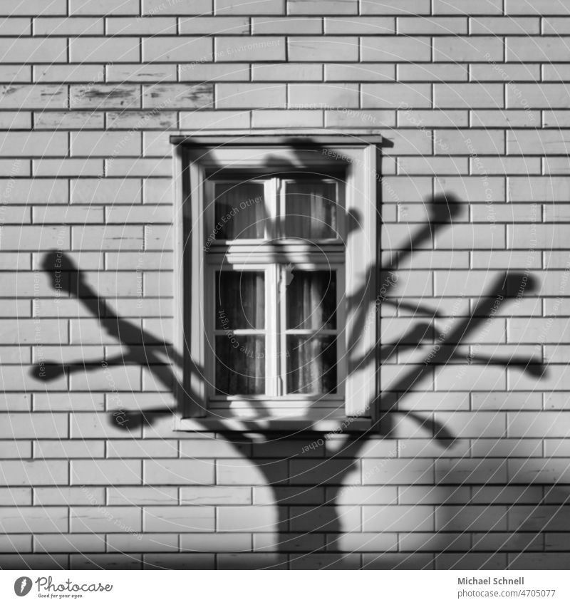Baumschatten am Fenster Schatten Schattenspiel Schwarzweißfoto Schwarz und weiß Licht schwarz Kontrast Strukturen & Formen Silhouette