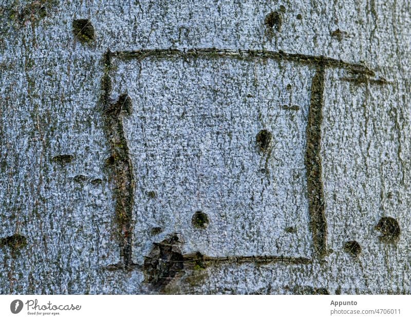 Quadrat als Rahmen geschnitzt in Baumrinde mit Punkten Rinde Viereck Grafik Zeichen Natur Holz Muster natürlich Strukturen & Formen abstrakt Konzept