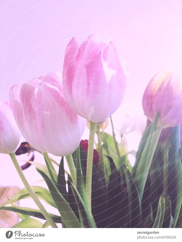 Tulpen zum Weltfauentag Weltfrauentag Muttertag Geburtstag Tulpenblüte Blume Frühling Blüte Pflanze Farbfoto Natur Blumenstrauß Blühend Valentinstag
