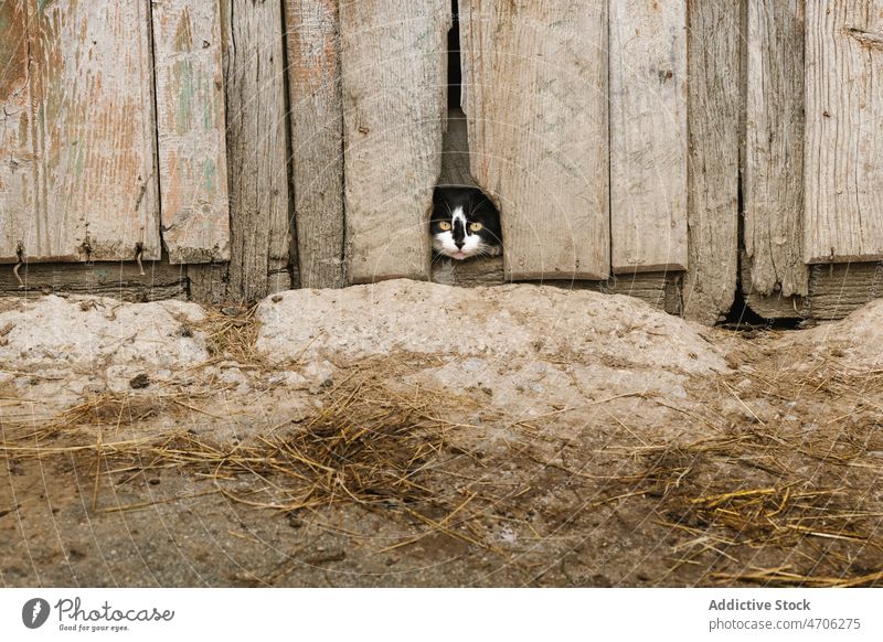 Niedliche Katze schaut durch ein Loch in der Holzwand Tier Haustier Wand Landschaft ländlich Lebensraum rustikal Fauna katzenhaft schäbig Fussel bezaubernd