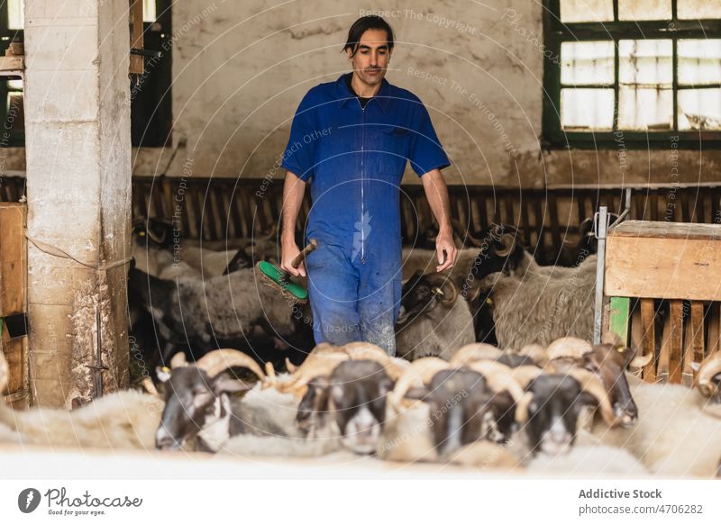 Männlicher Bauer in der Nähe einer Schafherde Landwirt Arbeiter Pflege Bauernhof Tier Scheune Industrie Viehbestand ländlich Herde Job Säugetier Bargeld Kreatur