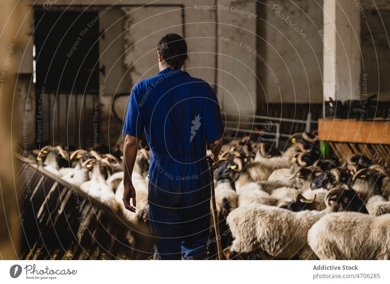 Anonymer Bauer in der Nähe einer Schafherde Landwirt Arbeiter Pflege Bauernhof Tier Scheune Industrie Viehbestand ländlich Herde Job Säugetier Bargeld Kreatur