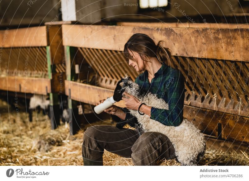 Frau füttert Schafe im Stall Landwirt Arbeiter Futter melken Bauernhof Tier Scheune Viehbestand Industrie ländlich Job Flasche Molkerei Säugetier trinken