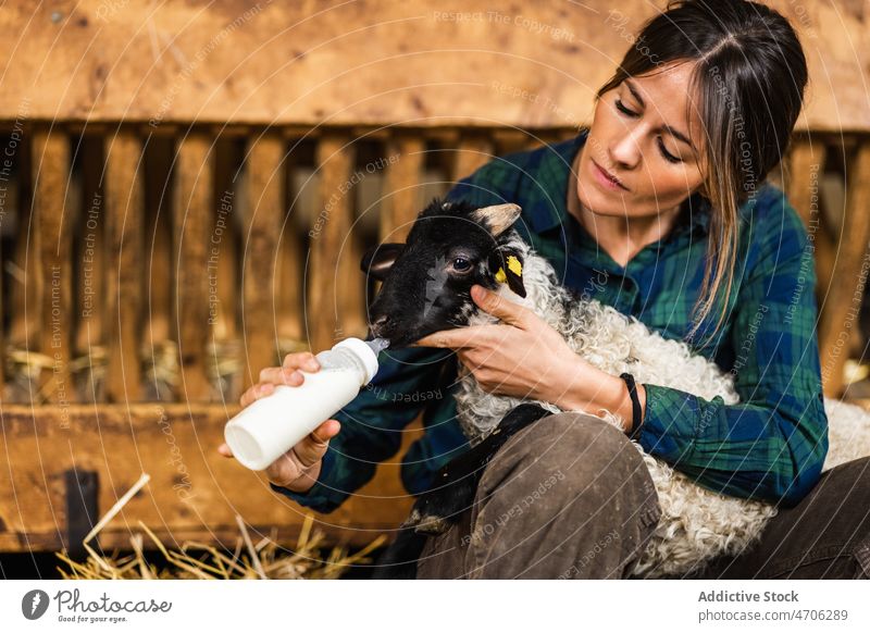 Frau füttert Schafe im Stall Landwirt Arbeiter Futter melken Bauernhof Tier Scheune Viehbestand Industrie ländlich Job Flasche Molkerei Säugetier trinken