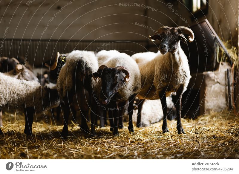 Schafherde mit Hörnern im Stall stehend Viehbestand Tier Scheune Bauernhof ländlich Säugetier Kreatur domestiziert Lebensraum Ackerland bezaubernd rustikal
