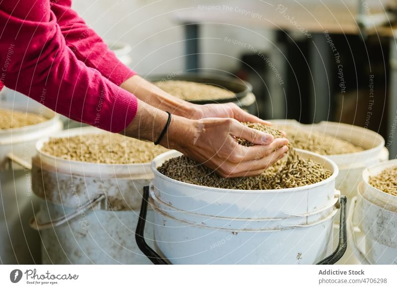 Unbekannter Landwirt nimmt pelletiertes Futter ein Arbeiter Pellet Granulat Bauernhof Eimer Industrie Scheune Ackerbau Vorrat Lebensmittel nehmen Handvoll