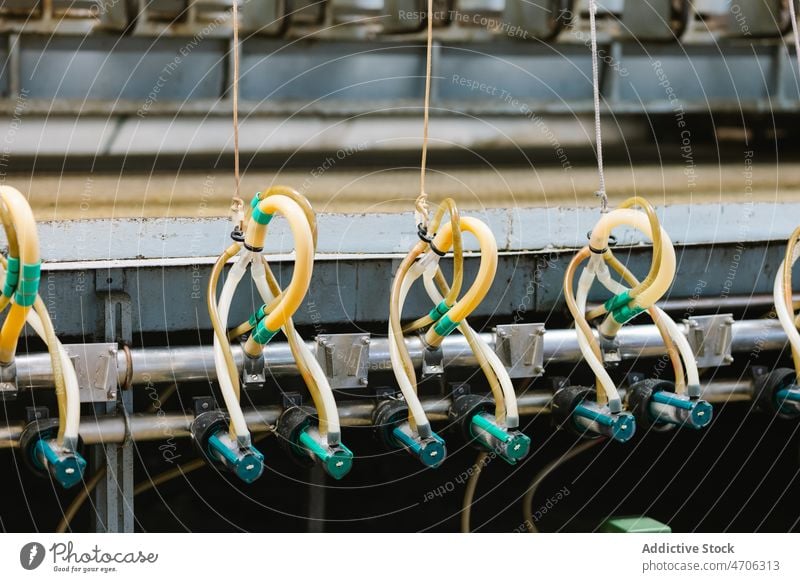 Melkanlage in einer industriellen Fabrik Melken Maschine Vorrichtung Gerät Pipeline Tube Herstellung Industrie Inszenierung professionell Instrument modern