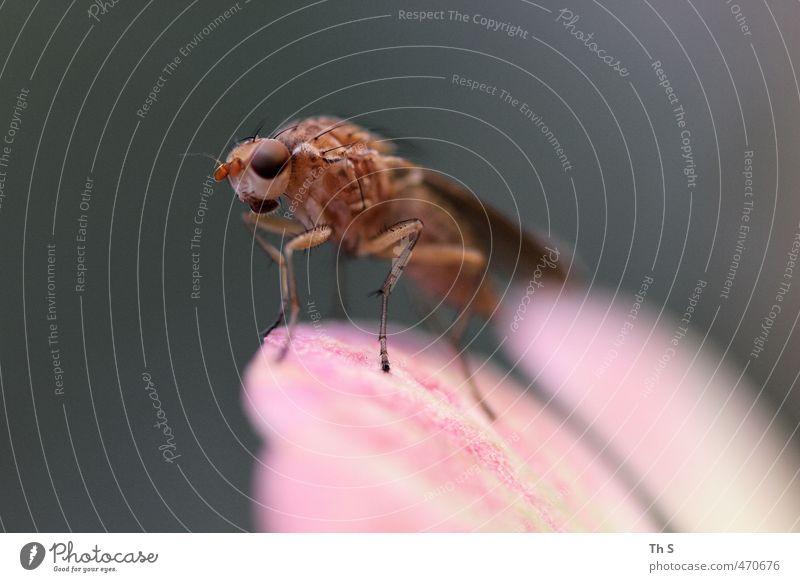 Insekt Tier 1 einzigartig nah Abenteuer ästhetisch Natur Selbstständigkeit Farbfoto Außenaufnahme Hintergrund neutral Tierporträt