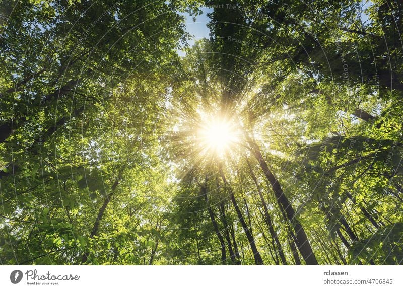 Sonnenstrahlen, die die Baumkronen des tiefen Waldes im Frühling erhellen Blätter Laubwerk Licht Sonnenschein Strahlen Natur Umwelt Sommer Bolus Botanik Bäume