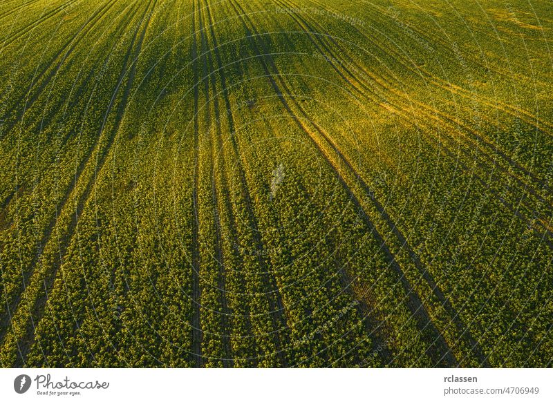 Luftdrohne Draufsicht auf kultiviertes wellenförmiges grünes Feld, abstrakte Textur einer landwirtschaftlichen Plantage von oben Antenne Bauernhof Gras Ernte