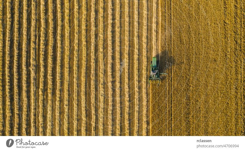 Mähdrescher einer landwirtschaftlichen Maschine sammelt reifen goldenen Weizen auf dem Feld ein. Drone Shot. copyspace für Ihren individuellen Text Ernte Mais