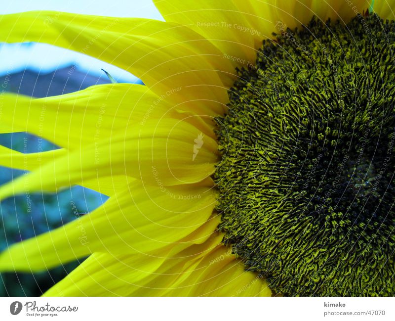 Sunflower gelb Makroaufnahme Sonnenblume Blume Amerika sunflower kimako Mexiko