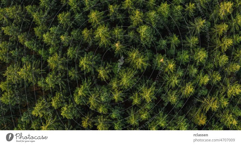 Luftaufnahme von oben von grünen Bäumen im Wald im ländlichen Deutschland. Drohnenfotografie Antenne Ansicht Dröhnen Holz flächenhaft Vogelauge fliegen Herbst