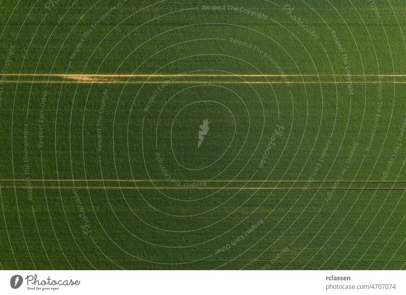 Luftaufnahme eines grünen Weizenfeldes und Spuren von Traktor. Schöne landwirtschaftliche Textur oder Hintergrund des Sommers Landwirtschaft Landschaft. Drohne Schuss
