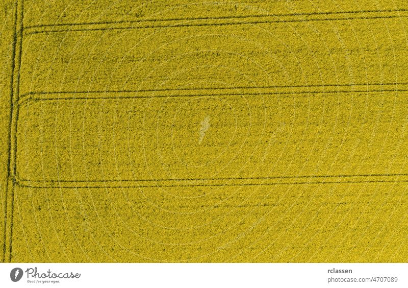 Rapsfeld von oben. Drohnenaufnahme Feld Blume Ölsaat Samen Biokraftstoff Landwirtschaft Antenne Ackerbau gelb Dröhnen Industrie Korn Ernte Biomasse