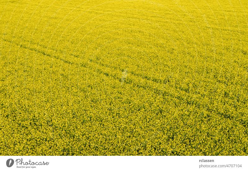 Luftaufnahme von Rapsfeld und Spuren von Traktor. Schöne landwirtschaftliche Textur oder Hintergrund des Sommers Landwirtschaft Landschaft. Rapsfeld von oben.