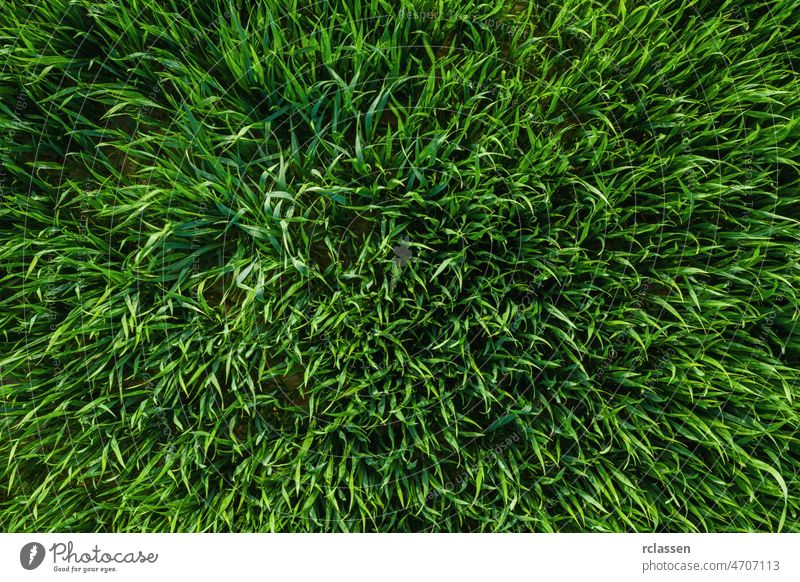 Nahaufnahme von frischem frühlingsgrünem Gras oder einem Weizenfeld, Drohnenaufnahme oben Antenne Luftaufnahme landwirtschaftlich Ackerbau Hintergrund Gerste