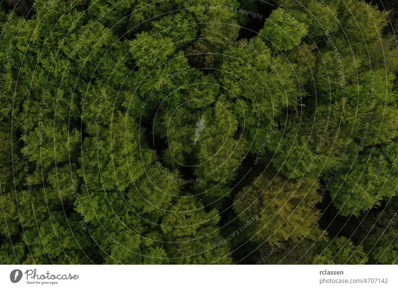 Luftaufnahme von Bäumen im Wald Antenne Ansicht grün Dröhnen Holz flächenhaft Vogelauge fliegen Herbst Landschaft Hintergrund oben Auge Foto Weg Straße Sommer