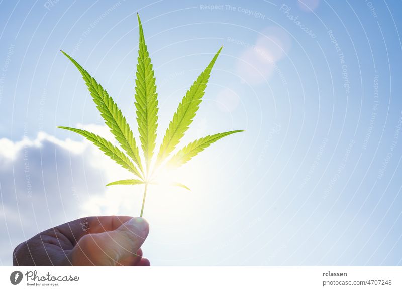 Cannabis Blatt gegen den Himmel. Hand hält ein Marihuana Blatt auf einem Hintergrund von blauem Himmel. Hintergrund des Themas der Legalisierung und medizinischen Hanf in der Welt.