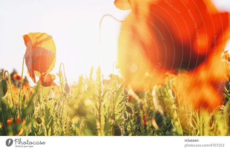 Wunderschönes rotes Mohnfeld bei Susnet Feld Frankreich Hintergrund Transparente Sonnenstrahlen Schönheit Blütezeit blau Wolken Farbe Landschaft Revier Europa
