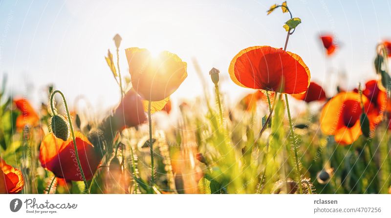 Feld mit roten Mohnblumen Frankreich Hintergrund Transparente schön Sonnenstrahlen Schönheit Blütezeit blau Wolken Farbe Landschaft Revier Europa geblümt Blume