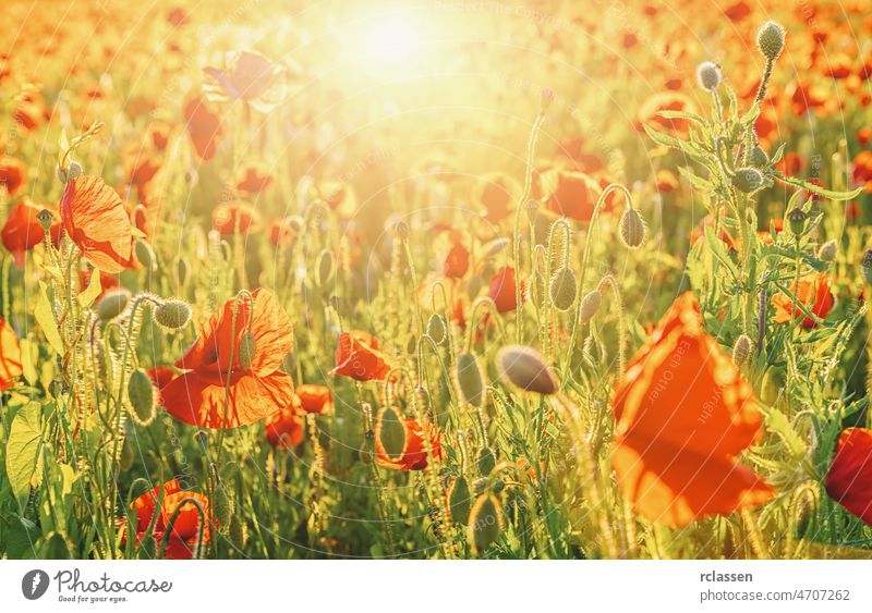 Mohnblumenfeld im Frühling bei Sonnenuntergang Feld Frankreich Hintergrund Transparente schön Sonnenstrahlen Schönheit Blütezeit blau Wolken Farbe Landschaft