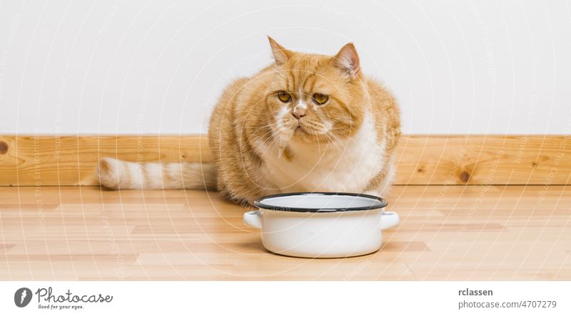mürrische Katze schaut auf den Futternapf essen Warten Schalen & Schüsseln füttern leer Porträt heimwärts Stock Muschi Speise Briten Raum Hintergrund Tier