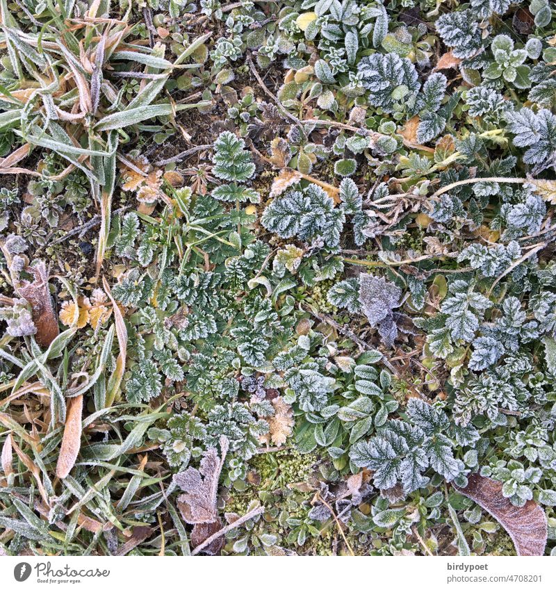 Blätter Pflanzen und Gräser von Rauhreif bedeckt grün blau violett weiss Eis Kälte Wiese Erde