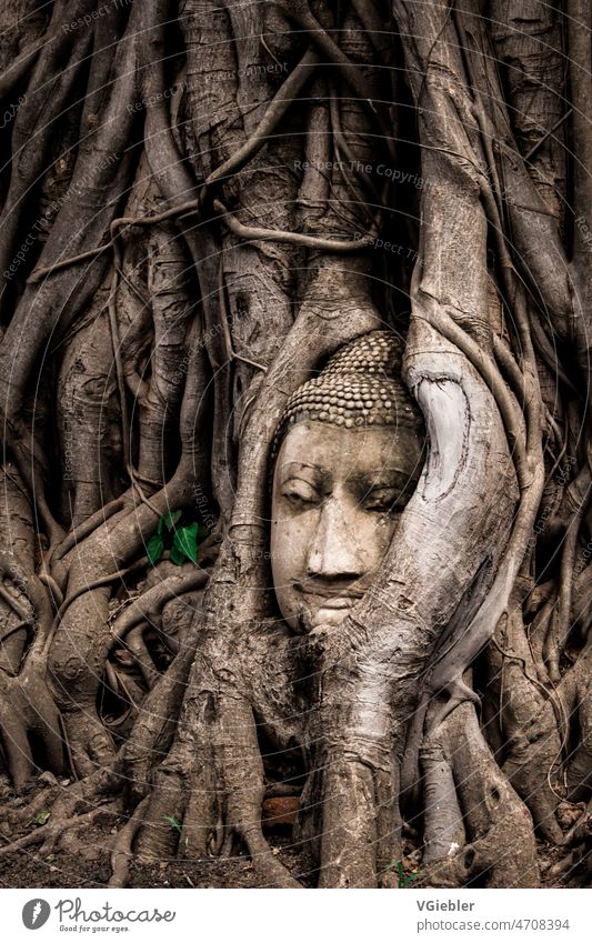 Buddhakopf in Wurzeln Buddhismus Thailand Südostasien Tempel Farbfoto Religion & Glaube buddhistisch antik Bildhauerei Kunst Statue Architektur asiatisch Asien