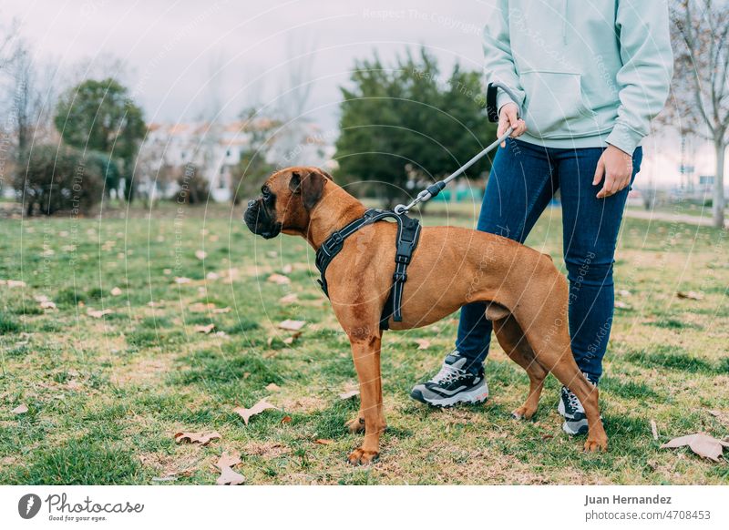 Foto eines Hundes der Rasse Boxer, der von seinem Besitzer an der Leine gefangen wurde Profil züchten anleinen Haustier Eckzahn Säugetier Reinrassig Stammbaum