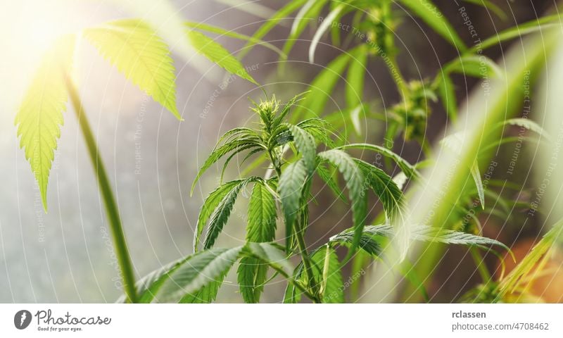 Blühende Marihuana Pflanze mit frühen weißen Blüten, Cannabis sativa Blätter, Marihuana Hintergrund Blatt cbd Erdöl Hanf Sonnenlicht Sativa Gesundheit