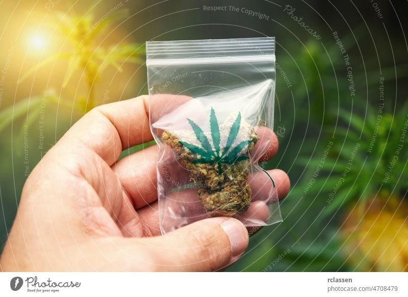 Hand hält und zeigt Cannabisknospen in einem Plastikbeutel mit Reißverschluss. Konzept der alternativen Kräutermedizin, Cbd-Öl, pharmazeutische Industrie oder illegaler Drogenkonsum