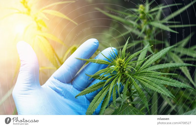 große Anzahl von Cannabisblüten die Hände von Medetsinsky Mitarbeiter. Konzept der alternativen Kräutermedizin, Cbd-Öl, Pharmaindustrie cbd Hanf Bauernhof
