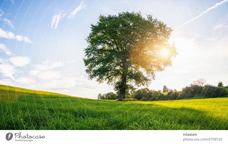 einsamer alter kahler Baum auf einer frischen grünen Wiese bei Sonnenuntergang, eine lebendige ländliche Landschaft mit blauem Himmel im Freien Panorama Sommer