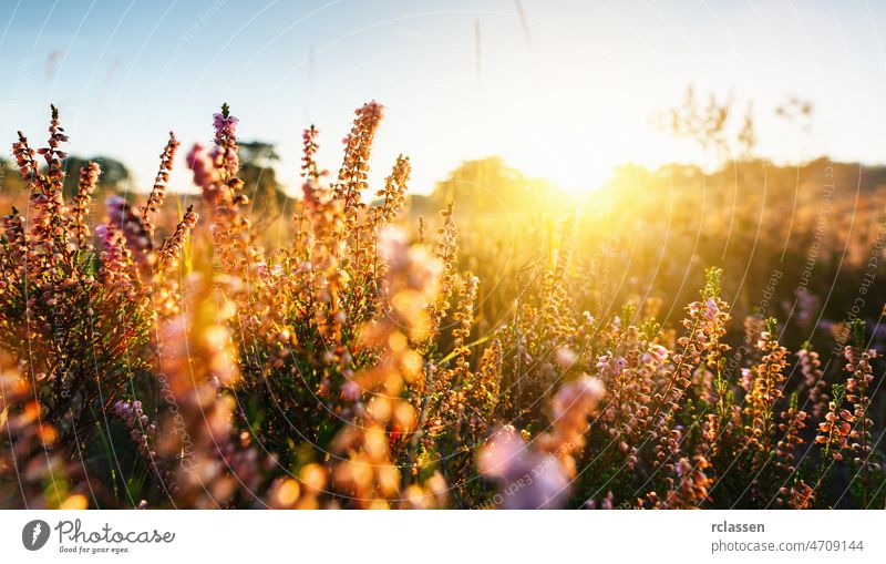 Natürlicher Hintergrund mit kleinen rosa-lila Heidekrautblüten oder Calluna vulgaris-Blüten bei Sonnenuntergang. Weichzeichner. Blume Landschaft Feld Sommer