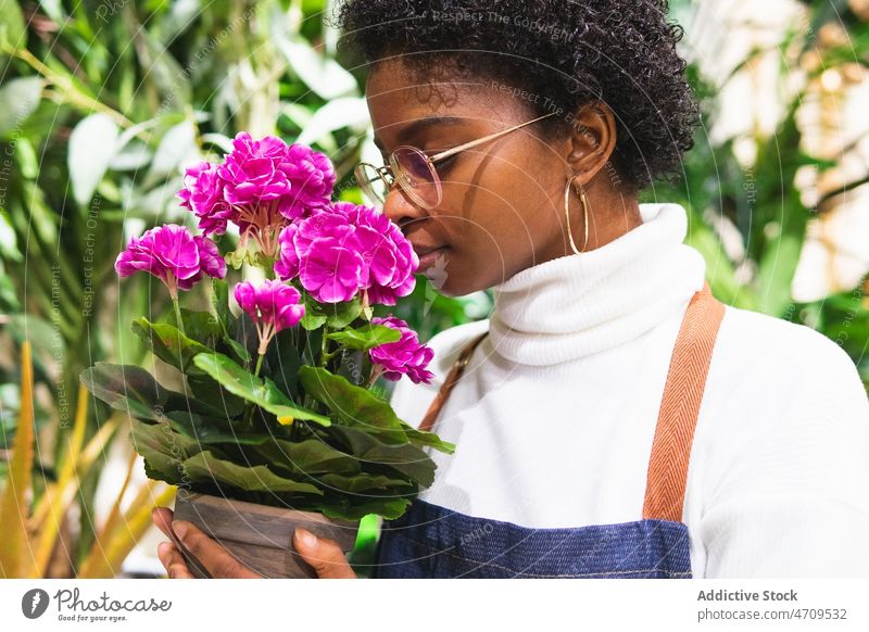 Schwarzer Florist, der an Pelargonium-Blüten riecht Frau Blumenladen Blumenhändler Arbeit Pflanze Floristik Flora riechen aromatisch duftig Industrie
