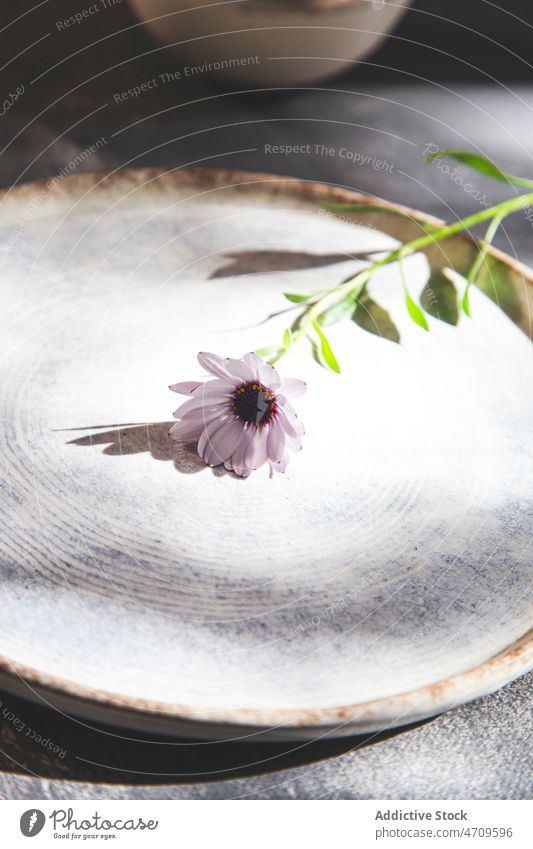 Keramikteller mit frischer Blume Teller natürlich Geschirr Stil Kulisse Blüte Tisch Blütezeit Aroma Sonnenlicht Porzellan filigran dekorativ Speise elegant