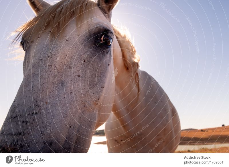 Weißes Pferd am Ufer stehend Tier Küste pferdeähnlich Landschaft MEER Natur Viehbestand Lebensraum Wasser Sommer Säugetier Blauer Himmel Seeküste Strand Kreatur