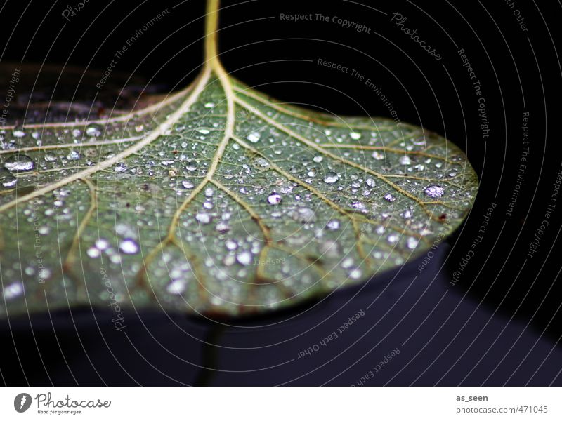 Tau Wellness harmonisch Pflanze Wasser Wassertropfen Herbst Blatt Netzwerk glänzend Schwimmen & Baden groß rund blau braun grün violett schwarz weiß Stimmung
