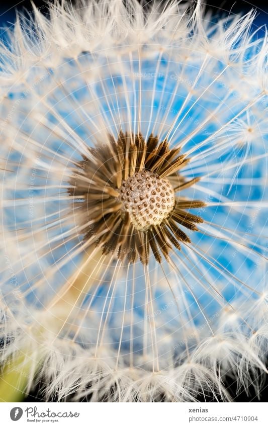 Pusteblume vor blauem Hintergrund Löwenzahn Detailaufnahme Samen Pflanze Taraxacum Löwenzahnsamen Leichtigkeit weich Pappus Schirmchen kugelig weiß Blume Garten
