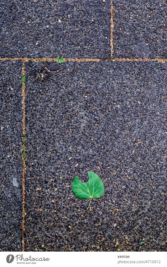 Angeknabbertes grünes Blatt liegt auf Gehwegplatten Bürgersteig Boden grau Fuge Quadrat Rechteck Stein Strukturen & Formen Wege & Pfade Pflastersteine Muster