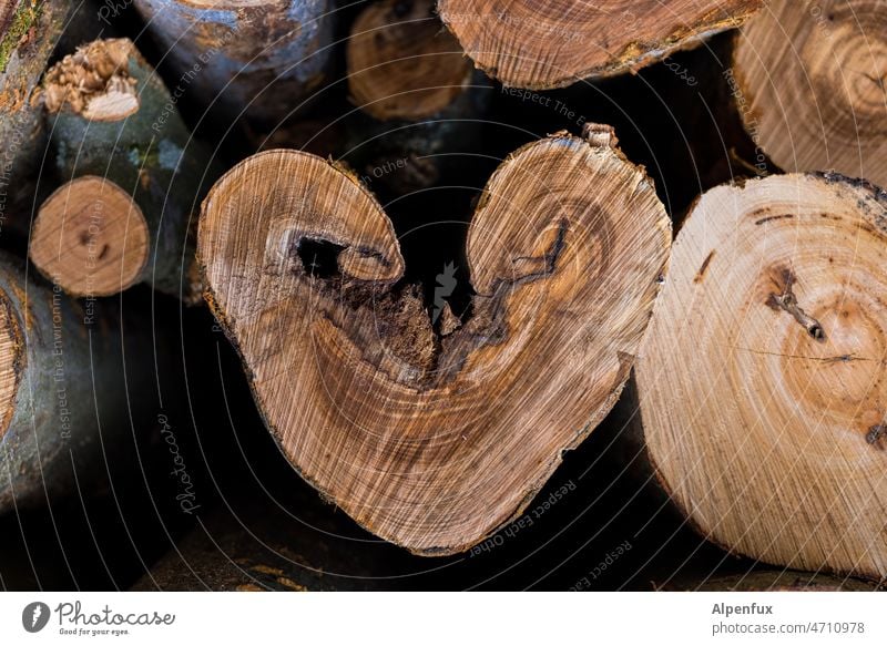 ein Herz für Holz herzförmig Liebe Romantik Baumstamm Brennholz Baumscheibe Außenaufnahme Natur Menschenleer Valentinstag Verliebtheit Baumrinde