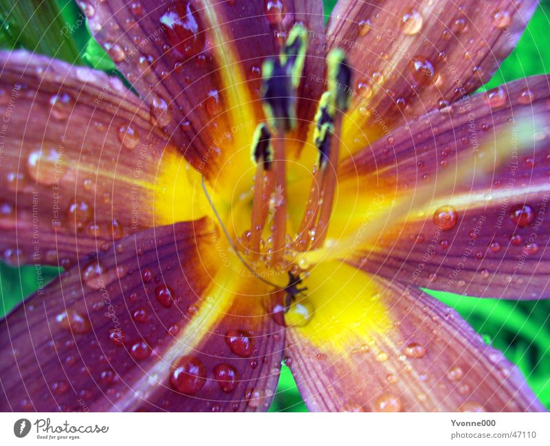 Lilie Lilien violett gelb Nahaufnahme Regen bluzme Garten Makroaufnahme Wassertropfen