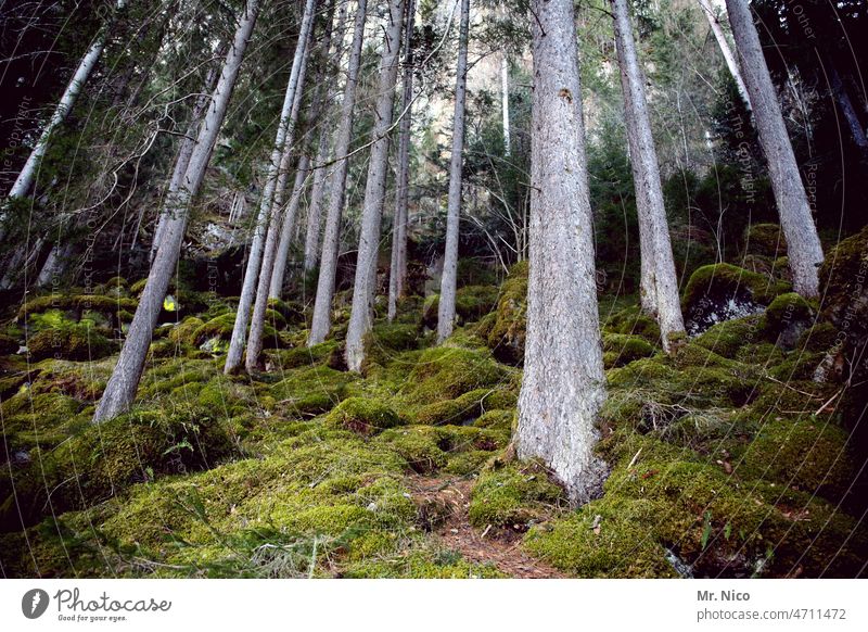 Waldliebe Natur Baum grün Moos Berge u. Gebirge Landschaft Hügel wanderung waldboden Umwelt Holz Bäume Waldboden Pflanze natürlich wandern Waldspaziergang