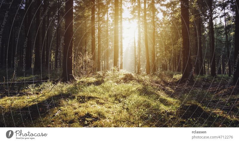Sonnenaufgang Tief in den Wäldern Wald Natur Landschaft Frühling Sonnenlicht Baum Sommer Blatt Nadelholz idyllisch Umwelt märchenhaft Zauberei u. Magie
