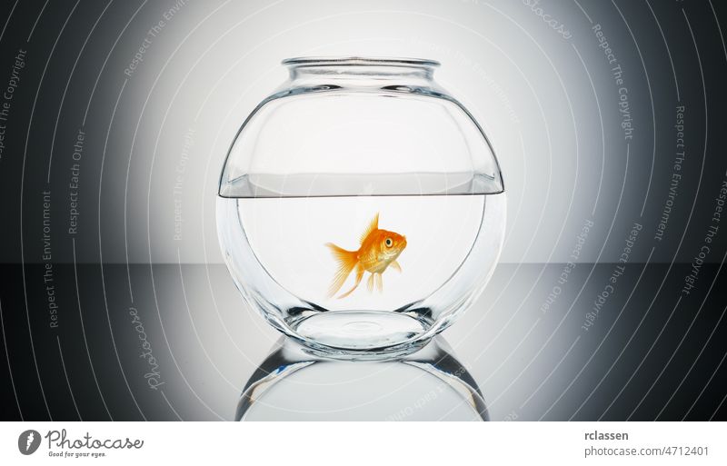 Goldfisch in einem Fischglas Schalen & Schüsseln Fishbowl gold Wasser Glas einsam Verlierer platschen weiß Tier Appartement Aquaristik Aquarium auratus züchten