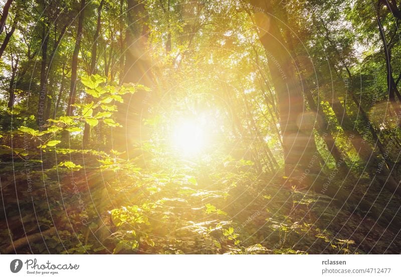 die Sonne scheint explosiv in den Wald Phantasie Landschaft schön Baum Szene friedlich Hintergrund Landschaftsarchitektur Saison Sonnenlicht Licht Natur